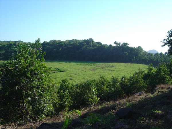 Overgrown crater
